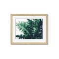 Picture of Fern Garden  _GroupedProduct_Rectangle_Landscape_Photography _GroupedProduct_Rectangle_Landscape_Framed_Matted_