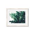 Picture of Fern Garden  _GroupedProduct_Rectangle_Landscape_Photography _GroupedProduct_Rectangle_Landscape_Framed_Matted_