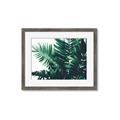 Picture of Fern Garden  _GroupedProduct_Rectangle_Landscape_Photography _GroupedProduct_Rectangle_Landscape_Framed_Matted_