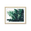 Picture of Fern Garden  _GroupedProduct_Rectangle_Landscape_Photography _GroupedProduct_Rectangle_Landscape_Framed_Matted_