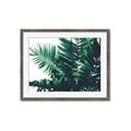 Picture of Fern Garden  _GroupedProduct_Rectangle_Landscape_Photography _GroupedProduct_Rectangle_Landscape_Framed_Matted_