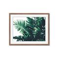 Picture of Fern Garden  _GroupedProduct_Rectangle_Landscape_Photography _GroupedProduct_Rectangle_Landscape_Framed_Matted_