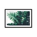 Picture of Fern Garden  _GroupedProduct_Rectangle_Landscape_Photography _GroupedProduct_Rectangle_Landscape_Framed_Matted_