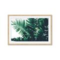 Picture of Fern Garden  _GroupedProduct_Rectangle_Landscape_Photography _GroupedProduct_Rectangle_Landscape_Framed_Matted_