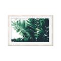 Picture of Fern Garden  _GroupedProduct_Rectangle_Landscape_Photography _GroupedProduct_Rectangle_Landscape_Framed_Matted_
