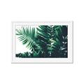 Picture of Fern Garden  _GroupedProduct_Rectangle_Landscape_Photography _GroupedProduct_Rectangle_Landscape_Framed_Matted_