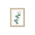 Picture of Green Eucalyptus I _GroupedProduct_Rectangle_Portrait_Framed_Matted_