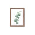 Picture of Green Eucalyptus I _GroupedProduct_Rectangle_Portrait_Framed_Matted_