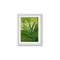 Picture of Fresh Palm Leaves I _GroupedProduct_Rectangle_Portrait_Framed_Matted_