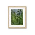 Picture of Fresh Palm Leaves II _GroupedProduct_Rectangle_Portrait_Framed_Matted_