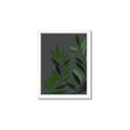 Picture of Vein Leaves I _GroupedProduct_Rectangle_Portrait_Framed_Matted_