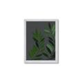 Picture of Vein Leaves I _GroupedProduct_Rectangle_Portrait_Framed_Matted_