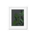 Picture of Vein Leaves I _GroupedProduct_Rectangle_Portrait_Framed_Matted_