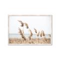 Picture of Beach Pampas _GroupedProduct_Rectangle_Landscape_Photography _GroupedProduct_Rectangle_Landscape_Framed_Matted_