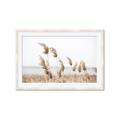 Picture of Beach Pampas _GroupedProduct_Rectangle_Landscape_Photography _GroupedProduct_Rectangle_Landscape_Framed_Matted_