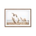 Picture of Beach Pampas _GroupedProduct_Rectangle_Landscape_Photography _GroupedProduct_Rectangle_Landscape_Framed_Matted_