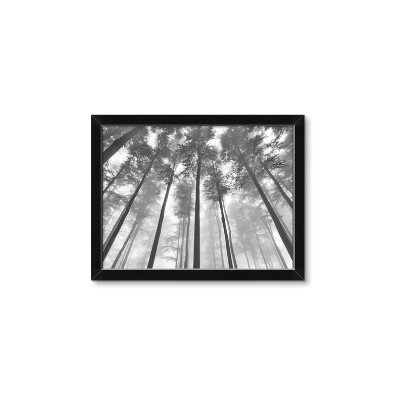 Picture of Sky High Trees _GroupedProduct_Rectangle_Landscape_Photography _GroupedProduct_Rectangle_Landscape_Framed_Matted_