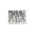 Picture of Sky High Trees _GroupedProduct_Rectangle_Landscape_Photography _GroupedProduct_Rectangle_Landscape_Framed_Matted_