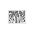Picture of Sky High Trees _GroupedProduct_Rectangle_Landscape_Photography _GroupedProduct_Rectangle_Landscape_Framed_Matted_