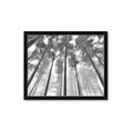 Picture of Sky High Trees _GroupedProduct_Rectangle_Landscape_Photography _GroupedProduct_Rectangle_Landscape_Framed_Matted_