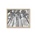 Picture of Sky High Trees _GroupedProduct_Rectangle_Landscape_Photography _GroupedProduct_Rectangle_Landscape_Framed_Matted_