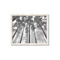 Picture of Sky High Trees _GroupedProduct_Rectangle_Landscape_Photography _GroupedProduct_Rectangle_Landscape_Framed_Matted_