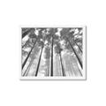 Picture of Sky High Trees _GroupedProduct_Rectangle_Landscape_Photography _GroupedProduct_Rectangle_Landscape_Framed_Matted_
