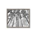 Picture of Sky High Trees _GroupedProduct_Rectangle_Landscape_Photography _GroupedProduct_Rectangle_Landscape_Framed_Matted_