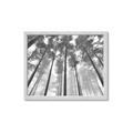 Picture of Sky High Trees _GroupedProduct_Rectangle_Landscape_Photography _GroupedProduct_Rectangle_Landscape_Framed_Matted_