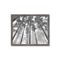 Picture of Sky High Trees _GroupedProduct_Rectangle_Landscape_Photography _GroupedProduct_Rectangle_Landscape_Framed_Matted_