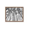 Picture of Sky High Trees _GroupedProduct_Rectangle_Landscape_Photography _GroupedProduct_Rectangle_Landscape_Framed_Matted_