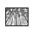 Picture of Sky High Trees _GroupedProduct_Rectangle_Landscape_Photography _GroupedProduct_Rectangle_Landscape_Framed_Matted_