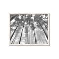 Picture of Sky High Trees _GroupedProduct_Rectangle_Landscape_Photography _GroupedProduct_Rectangle_Landscape_Framed_Matted_