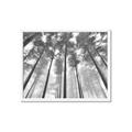 Picture of Sky High Trees _GroupedProduct_Rectangle_Landscape_Photography _GroupedProduct_Rectangle_Landscape_Framed_Matted_