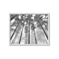 Picture of Sky High Trees _GroupedProduct_Rectangle_Landscape_Photography _GroupedProduct_Rectangle_Landscape_Framed_Matted_