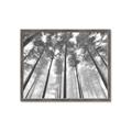 Picture of Sky High Trees _GroupedProduct_Rectangle_Landscape_Photography _GroupedProduct_Rectangle_Landscape_Framed_Matted_
