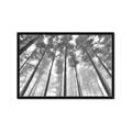 Picture of Sky High Trees _GroupedProduct_Rectangle_Landscape_Photography _GroupedProduct_Rectangle_Landscape_Framed_Matted_