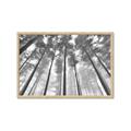 Picture of Sky High Trees _GroupedProduct_Rectangle_Landscape_Photography _GroupedProduct_Rectangle_Landscape_Framed_Matted_