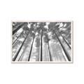 Picture of Sky High Trees _GroupedProduct_Rectangle_Landscape_Photography _GroupedProduct_Rectangle_Landscape_Framed_Matted_