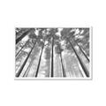 Picture of Sky High Trees _GroupedProduct_Rectangle_Landscape_Photography _GroupedProduct_Rectangle_Landscape_Framed_Matted_