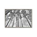 Picture of Sky High Trees _GroupedProduct_Rectangle_Landscape_Photography _GroupedProduct_Rectangle_Landscape_Framed_Matted_