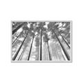 Picture of Sky High Trees _GroupedProduct_Rectangle_Landscape_Photography _GroupedProduct_Rectangle_Landscape_Framed_Matted_