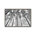 Picture of Sky High Trees _GroupedProduct_Rectangle_Landscape_Photography _GroupedProduct_Rectangle_Landscape_Framed_Matted_