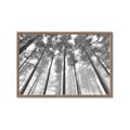 Picture of Sky High Trees _GroupedProduct_Rectangle_Landscape_Photography _GroupedProduct_Rectangle_Landscape_Framed_Matted_