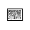 Picture of Sky High Trees _GroupedProduct_Rectangle_Landscape_Photography _GroupedProduct_Rectangle_Landscape_Framed_Matted_