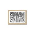 Picture of Sky High Trees _GroupedProduct_Rectangle_Landscape_Photography _GroupedProduct_Rectangle_Landscape_Framed_Matted_