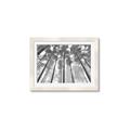 Picture of Sky High Trees _GroupedProduct_Rectangle_Landscape_Photography _GroupedProduct_Rectangle_Landscape_Framed_Matted_