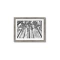 Picture of Sky High Trees _GroupedProduct_Rectangle_Landscape_Photography _GroupedProduct_Rectangle_Landscape_Framed_Matted_