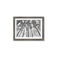 Picture of Sky High Trees _GroupedProduct_Rectangle_Landscape_Photography _GroupedProduct_Rectangle_Landscape_Framed_Matted_
