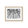 Picture of Sky High Trees _GroupedProduct_Rectangle_Landscape_Photography _GroupedProduct_Rectangle_Landscape_Framed_Matted_